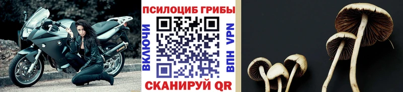 купить   Ессентуки  Галлюциногенные грибы мухоморы 