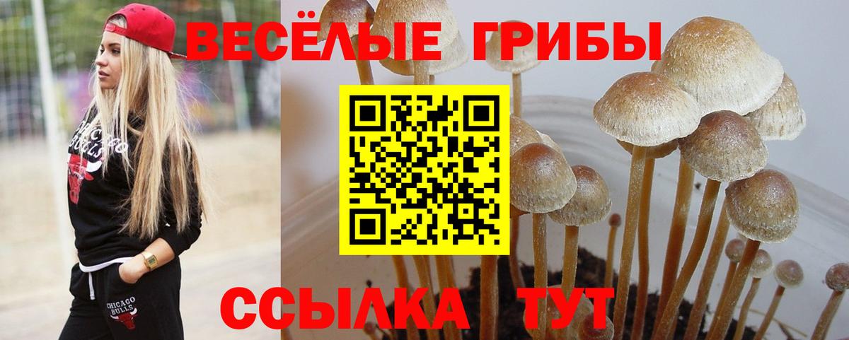 Псилоцибиновые грибы Psilocybe  Вход с VPN  Псилоцибиновые грибы Cubensis  Ессентуки 